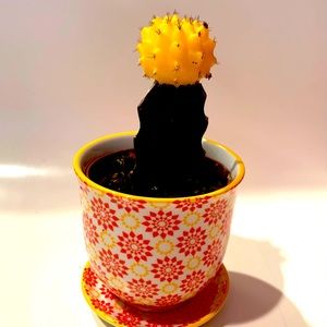 Cactus on printed ceramic pot